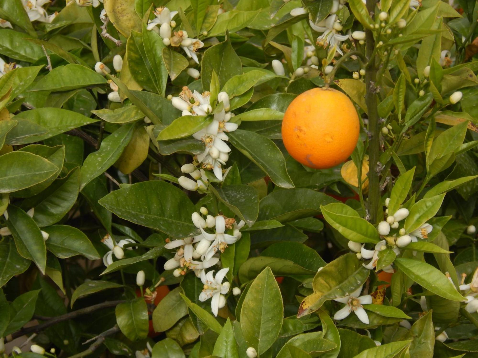 锡拉库扎Nel Giardino Di Nunziatina公寓 外观 照片